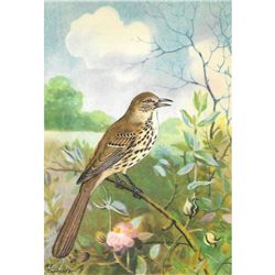 1920's Brown Thrasher Color Lithograph Print