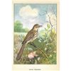 Image 2 : 1920's Brown Thrasher Color Lithograph Print