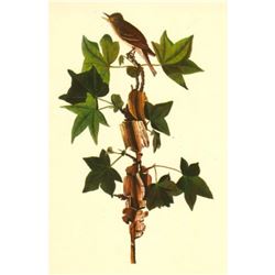 c1950 Audubon Print, Alderor Traill's, Flycatcher