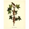Image 2 : c1950 Audubon Print, Alderor Traill's, Flycatcher