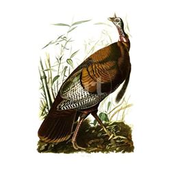 c1946 Audubon Print, #6 Wild Turkey