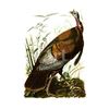Image 1 : c1946 Audubon Print, #6 Wild Turkey
