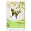 Image 2 : 1920's Zebra Swallowtail Butterfly Color Lithograph