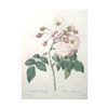 Image 1 : After Pierre-Jospeh RedoutÃ©, Floral Print, #126 AdÃ©laide d'Orleans ( Rose )