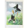 Image 2 : 1920's Green-Clouded Swallowtail Butterfly Color Lithograph Print