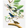 Image 1 : c1946 Audubon Print, #74 Indigo Bunting