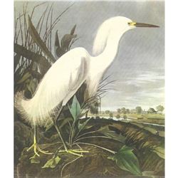 c1950 Audubon Print, Snowy Egret