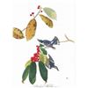 Image 1 : c1946 Audubon Print, #48 Cerulean Warbler