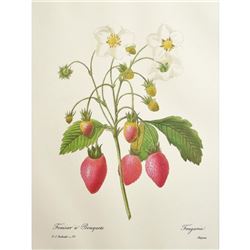 After Pierre-Jospeh RedoutÃ©, Floral Print, #39 Fraisier a Bouquets ( Strawberry Fruit )