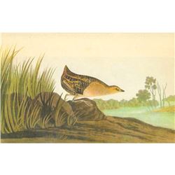 c1946 Audubon Print, #329 Yellow Rail