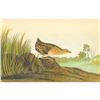 Image 1 : c1946 Audubon Print, #329 Yellow Rail