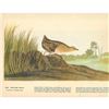 Image 2 : c1946 Audubon Print, #329 Yellow Rail