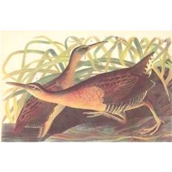 c1946 Audubon Print, #203 King Rail