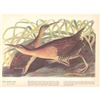 Image 2 : c1946 Audubon Print, #203 King Rail