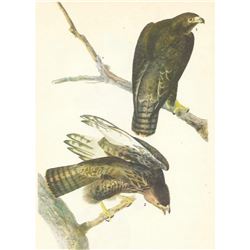 c1946 Audubon Print, #86 Harlan's Hawk