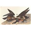 Image 1 : c1946 Audubon Print, #16 Duck Hawk