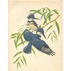 Vintage Menaboni Bird Picture â€“ Eastern Belted Kingfisher