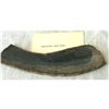 Image 1 : Slice of Prehistoric Petrified Palm Wood, 34 Million Years Old, Display Specimen