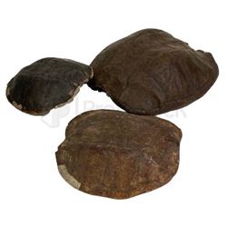 Bill & Ted Face the Music Grom Turtle Shell Symbol Collection