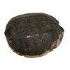 Image 2 : Bill & Ted Face the Music Grom Turtle Shell Symbol Collection