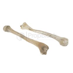 Bill & Ted Face the Music Grom drum bones