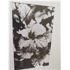 Image 2 : Framed Black & White Photographic Print