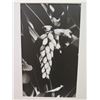 Image 2 : Framed Black & White Photographic Print
