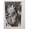 Image 2 : Framed Black & White Photographic Print