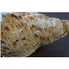 Image 8 : WOODEN DUCK DECOY AND CAST CONCH SHELL