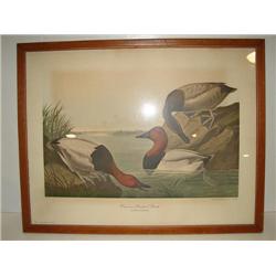 CANVASBACK DUCK AUDUBON PRINT