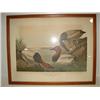 Image 1 : CANVASBACK DUCK AUDUBON PRINT