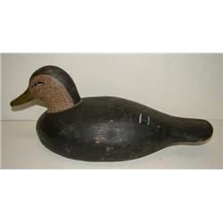 VIRGINIA BLACK DUCK DECOY