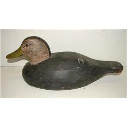 VIRGINIA BLACK DUCK DECOY