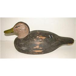 VIRGINIA BLACK DUCK DECOY