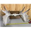 Image 1 : MOUNTED RACK OF MOOSE ANTLERS