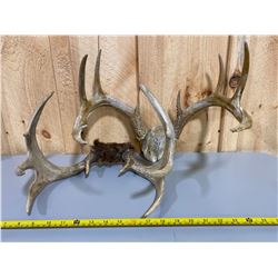 SET OF 2 DEER ANTLERS