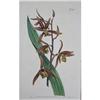 Image 1 : 4 Curtis H/C ORCHIDS 1805-37 EPIDENDRUM + 3 #1248911