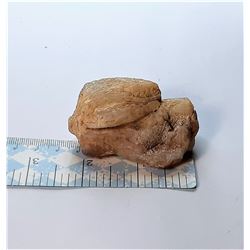 5)  CHALCEDONY AGATE FOSSIL SPECIMEN