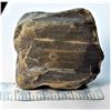 Image 2 : 6)  PETRIFIED WOOD SPECIMEN, 446.4 GRAMS