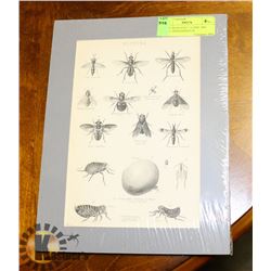 WHAT BUGS YOU? -10 FINE 1884 STEEL ENGRAVINGS OF