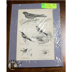 BIRDS - 10 FINE 1884 STEEL ENGRAVINGS + 1 SAMPLE