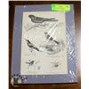 Image 1 : BIRDS - 10 FINE 1884 STEEL ENGRAVINGS + 1 SAMPLE