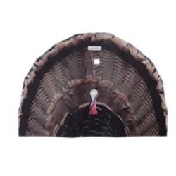 Turkey Fan Turkey Decoy