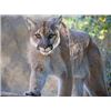 Image 1 : New Mexico Mountain Lion Hunt