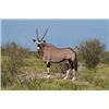 Image 3 : 10-Day African Safari for 4 - includes 4 animals!