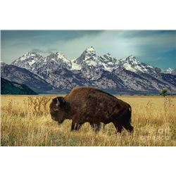 WYOMING GOVERNORS WILD BISON LICENSE