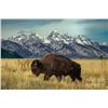 Image 1 : WYOMING GOVERNORS WILD BISON LICENSE