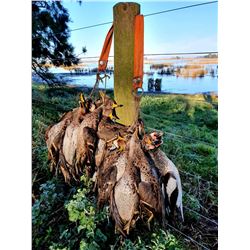 Duck/Dove in Argentina or Golden Dorado/Dove in Uruguay