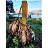 Image 1 : Duck/Dove in Argentina or Golden Dorado/Dove in Uruguay