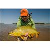 Image 4 : Duck/Dove in Argentina or Golden Dorado/Dove in Uruguay